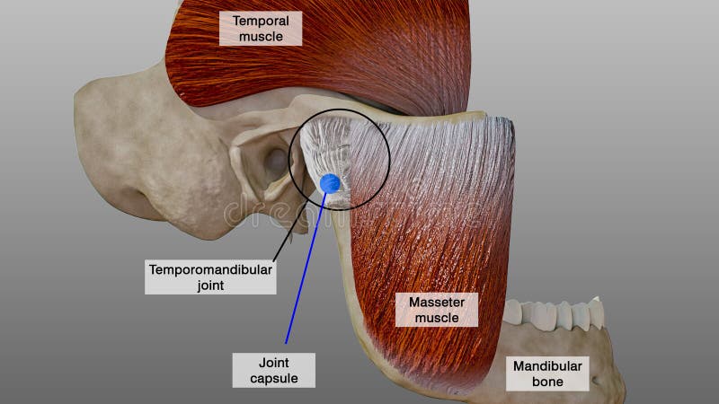 Temporomandibular Joint. Anatomical Scheme of Structures Related To the Temporomandibular Joint, 3D Illustration Stock Illustration - Illustration of injury, dental: 220769646 Temporomandibular Joint. Anatomical Scheme of Structures Related To the Temporomandibular Joint, 3D Illustration Stock Illustration - Illustration of injury, dental: 220769646