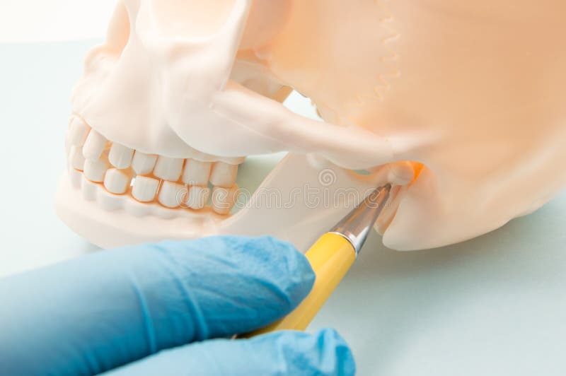 Temporomandibular joint TMJ, joint of the lower jaw and the ear canal. The physician indicates on the mandibular joint or human