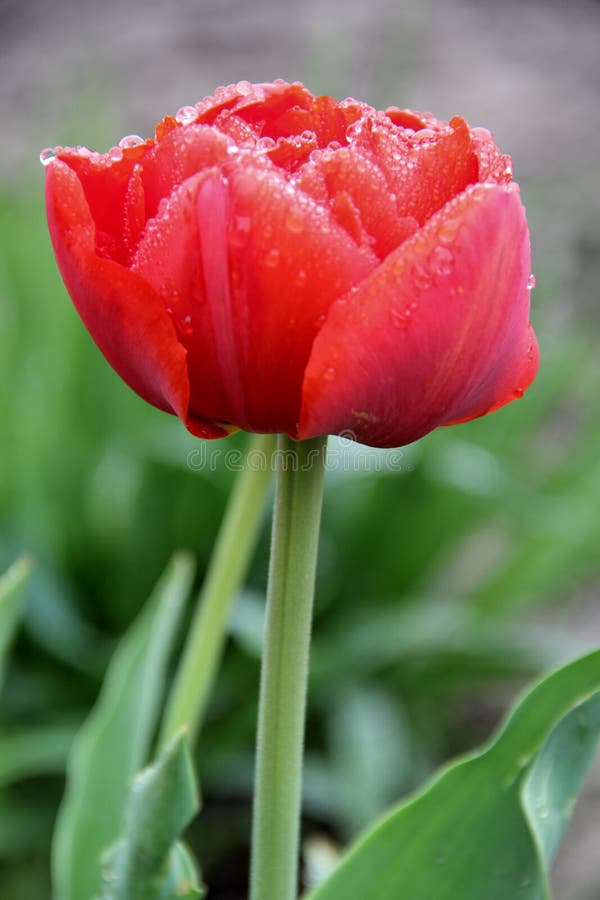 Temprano por mañana el rocío cayó Tulipán rojo en descensos del rocío fotos de archivo libres de regalías Temprano por mañana el rocío cayó Tulipán rojo en descensos del rocío fotos de archivo libres de regalías