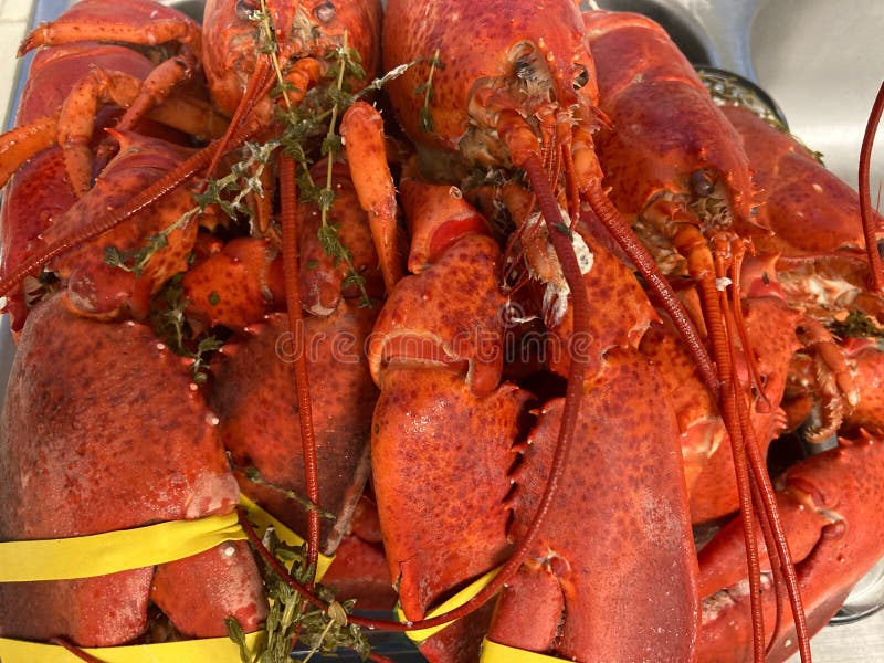 Steamed lobsters stock image. Image of singapore, steamed 53654205