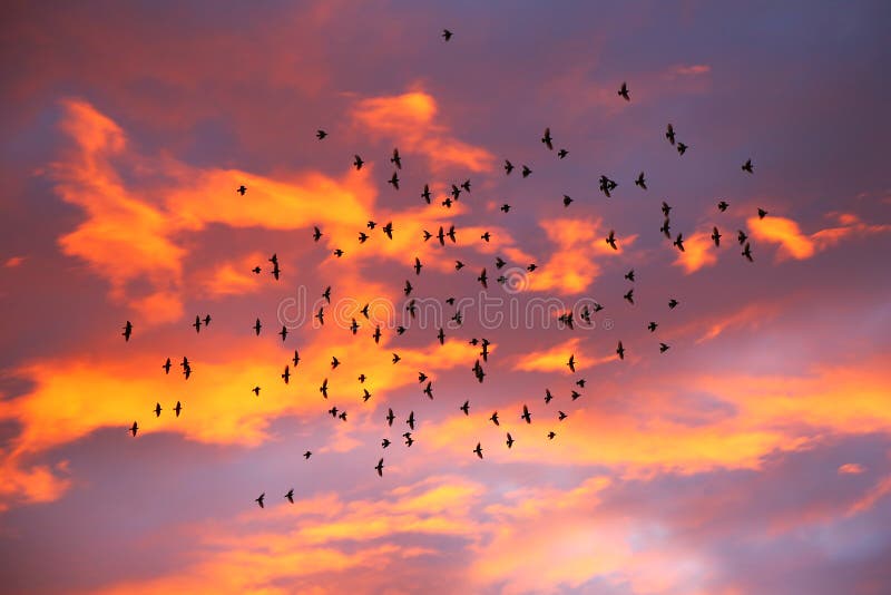 Tempête des oiseaux au coucher du soleil, nuages oranges Tempête des oiseaux au coucher du soleil, nuages oranges