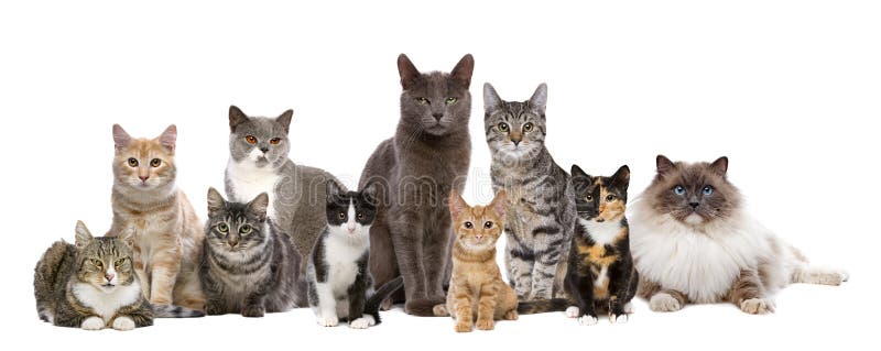 Ten cats in a row royalty free stock photography