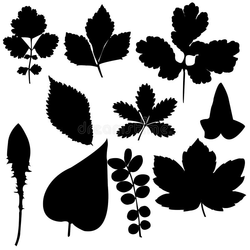 Ivy Leaf Silhouettes Stock Illustrations – 67 Ivy Leaf Silhouettes ...