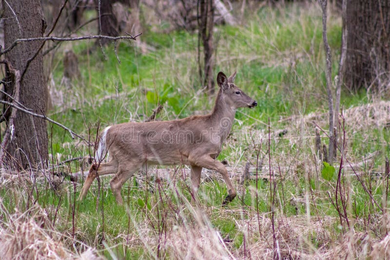 Ten Whitetail samiec szuka? dla kr?licy wzd?u? ten bardzo kolorowej drzewnej linii przy wschodem s?o?ca na ten op??nionym jesie? zdjęcie royalty free Ten Whitetail samiec szuka? dla kr?licy wzd?u? ten bardzo kolorowej drzewnej linii przy wschodem s?o?ca na ten op??nionym jesie? zdjęcie royalty free