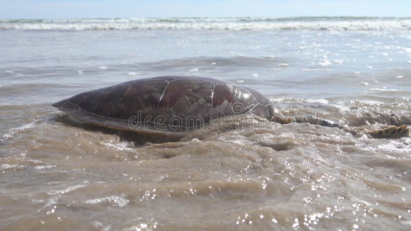 Ten żółw żółw żółw żółw żółw caretta caretta teraz umiera