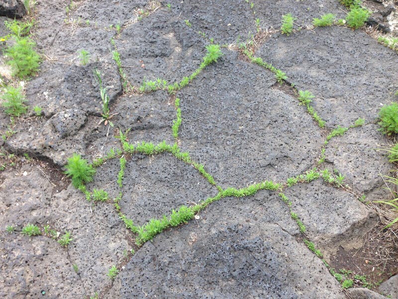 Stubborn Grass Flower at the Backyard — Steemit