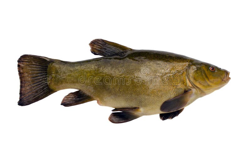 tench pond fish