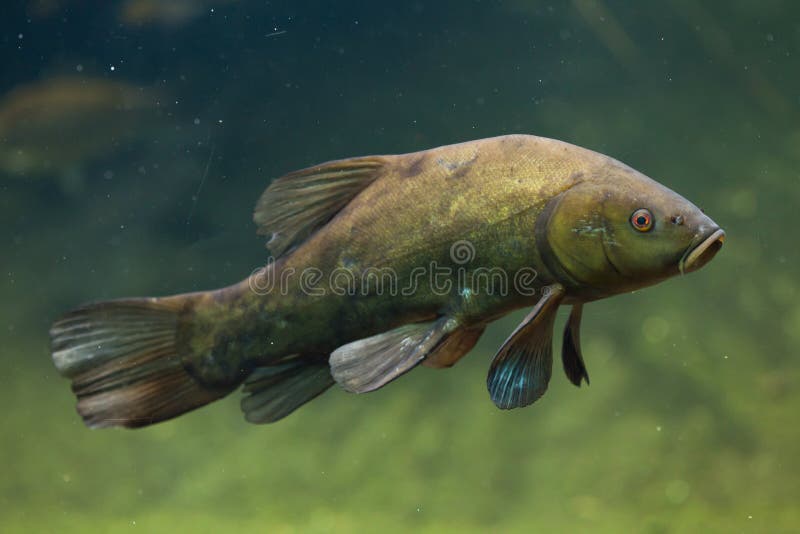 Tench (Tinca Tinca), Also Known As the Doctor Fish. Stock Image - Image of siberia, tinca: 69637803 Tench (Tinca Tinca), Also Known As the Doctor Fish. Stock Image - Image of siberia, tinca: 69637803