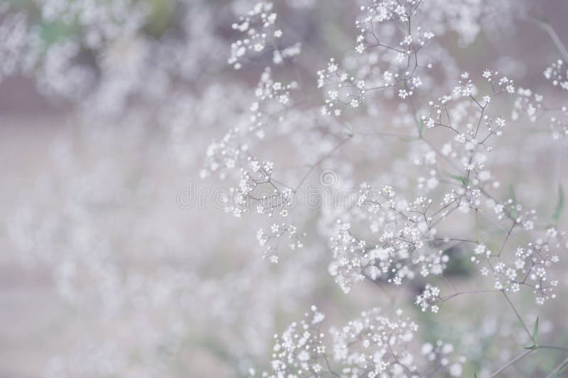 White Gypsophila flowers in the spring garden