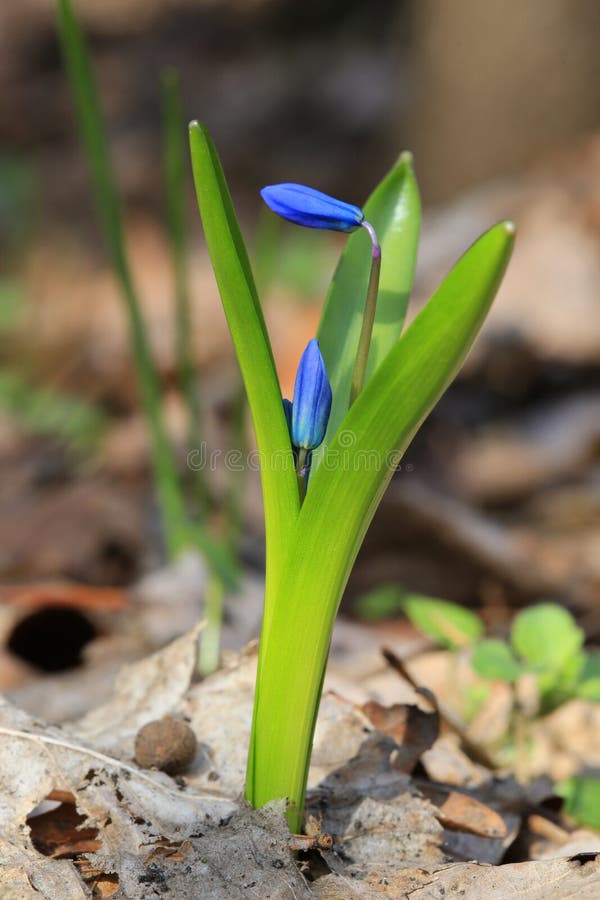 Tender blue spring flowers stock photography