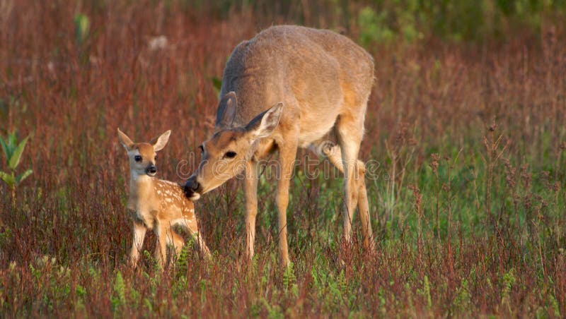 Whitetail doe carefully cleaning young fawn. Whitetail doe carefully cleaning young fawn