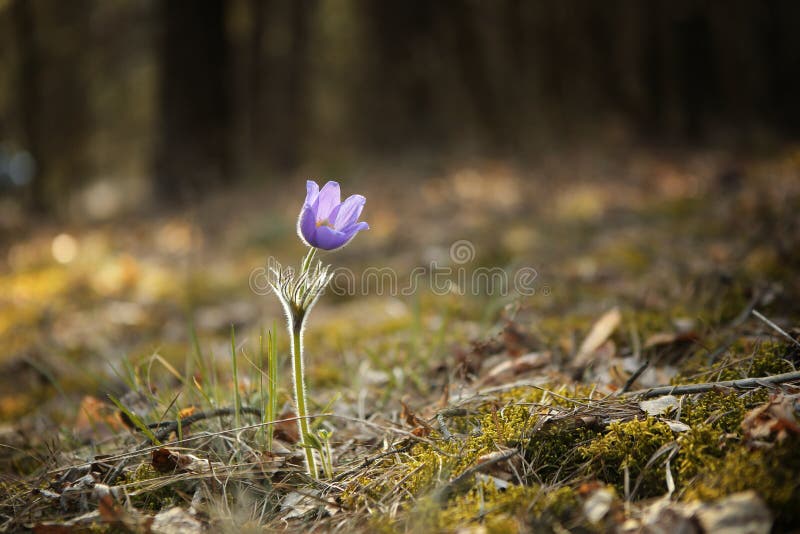 Tender first spring March flowers lilac blue pasque-flower, snowdrop