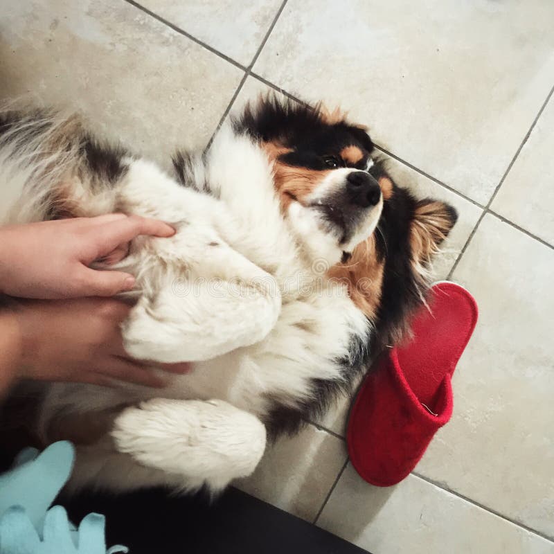 7,366 Cuddle Dog Photos Free & RoyaltyFree Stock Photos from Dreamstime