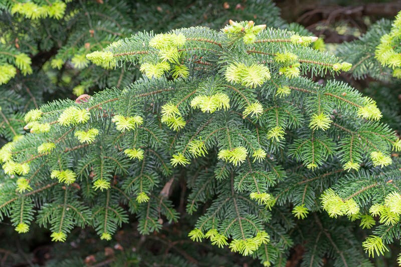 203 Abies Nordmanniana Stock Photos - Free & Royalty-Free 203 Abies Nordmanniana Stock Photos - Free & Royalty-Free