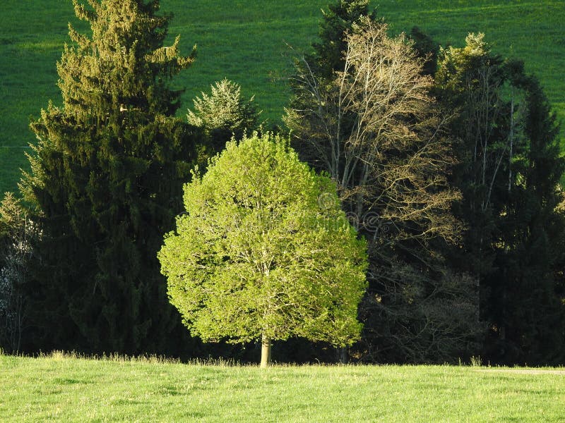 A Young Tender Green Fir Tree Hedge Stock Photo Image of close, green