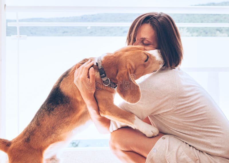 Tender home scene with woman owner and her beagle dog royalty free stock image Tender home scene with woman owner and her beagle dog royalty free stock image