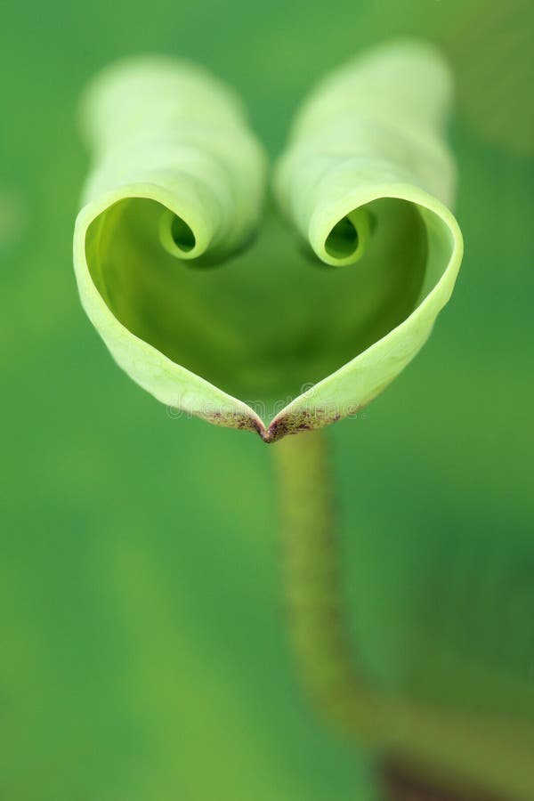 Tender lotus leaf