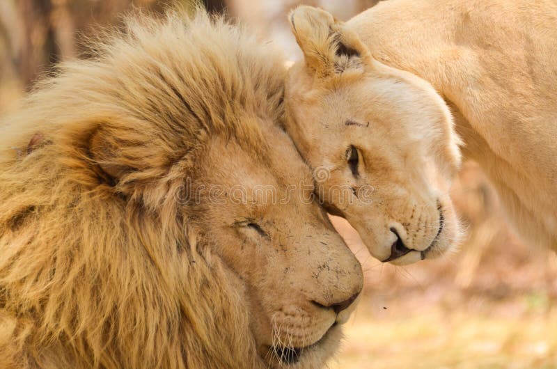 Loving, Tender Care - lions in love. Loving, Tender Care - lions in love