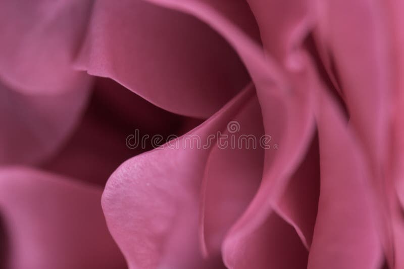 Abstract pink rose petal layers. Close up.