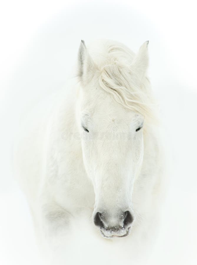 Tender portrait of white horse head close up
