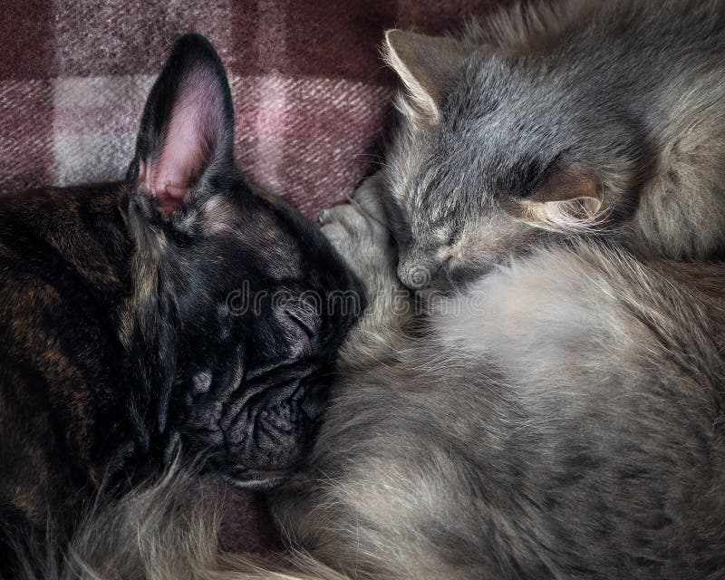 Cats Relationship Good Stock Photos Free & RoyaltyFree Stock Photos