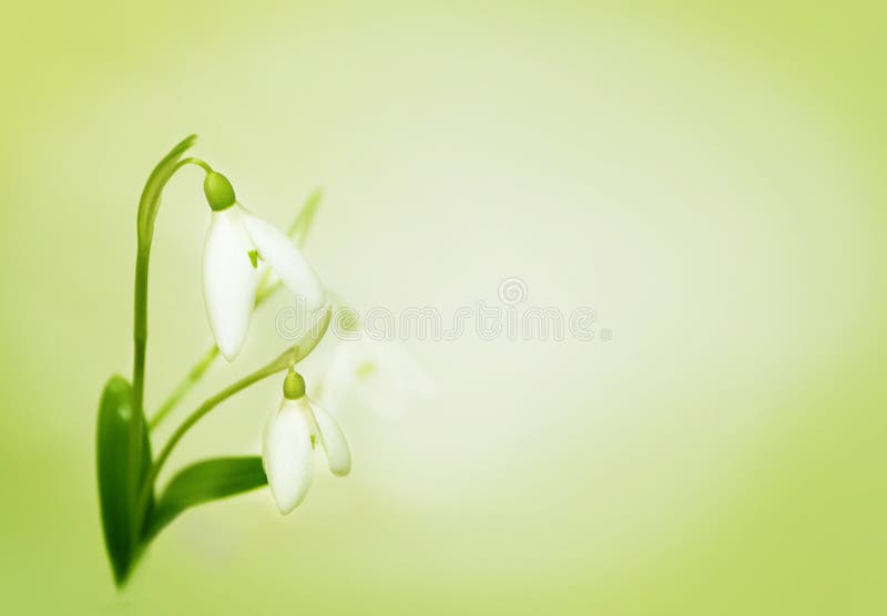 Tender snowdrops royalty free stock photography