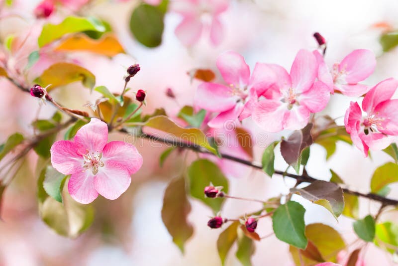 Tender spring floral nature garden landscape. Blossoming fruit tree branch, pink petal flowers fresh green leaves in the. Rays of sunlight. Soft focus stock photos Tender spring floral nature garden landscape. Blossoming fruit tree branch, pink petal flowers fresh green leaves in the. Rays of sunlight. Soft focus stock photos