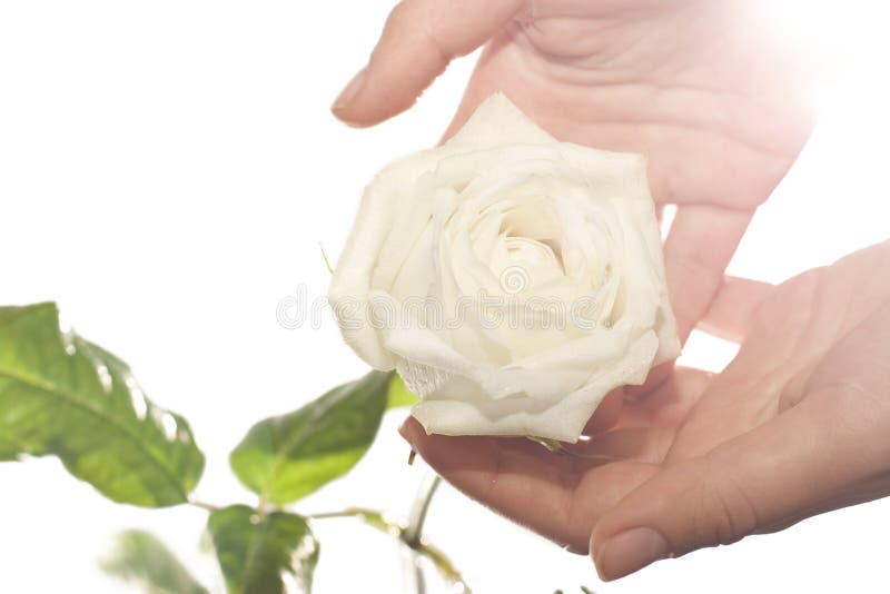Female hands holding a tender white rose bud. Health & tenderness concept