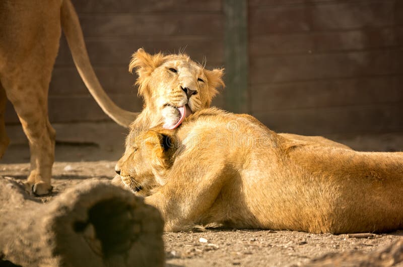 Tenderness young lions