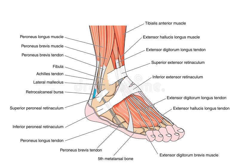 Tendons of the foot stock vector. Illustration of metatarsal 54203544