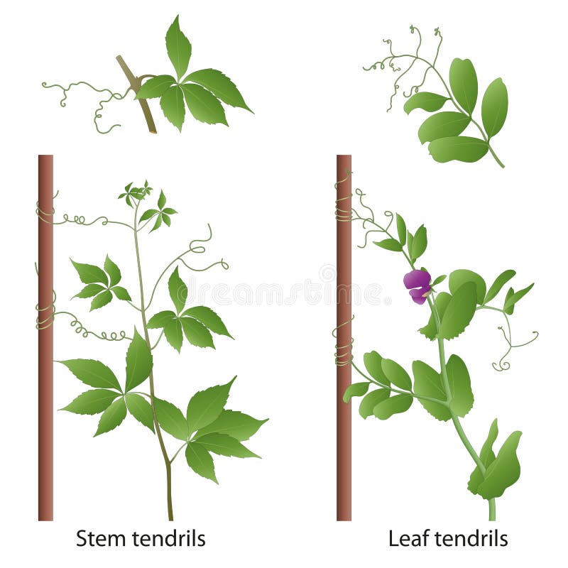 Tendrils help the plant to climb a support. Thigmotropism