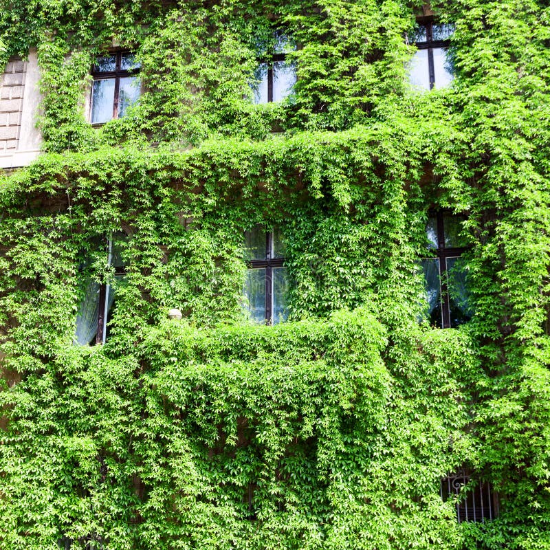 Tenement House Covered with a Green Plant. Green House Stock Photo