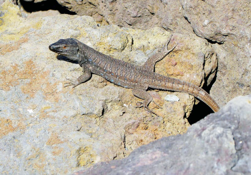 Tenerife natura - zamknięty widok jaszczurka fotografia stock Tenerife natura - zamknięty widok jaszczurka fotografia stock