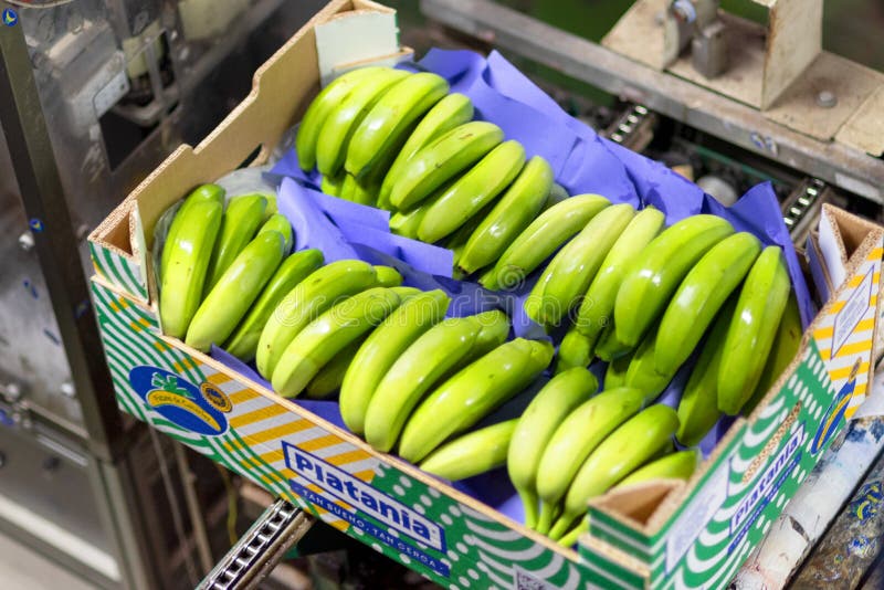 Tenerife, Spain - January 3, 2018 : banana box full of ripe green banana in packaging line in Tenerife, Canary islands