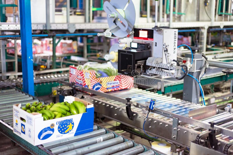 Tenerife, Spain - January 3, 2018 : Conveyor belt in Banana factory packaging line in Tenerife, Canary islands, Spain.