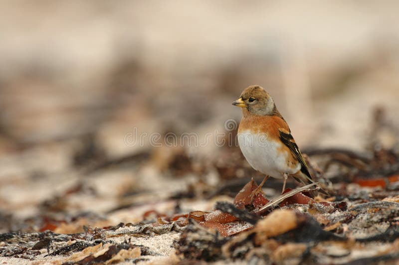 Tenga, Brambling, montifringilla del Fringilla fotografie stock libere da diritti Tenga, Brambling, montifringilla del Fringilla fotografie stock libere da diritti