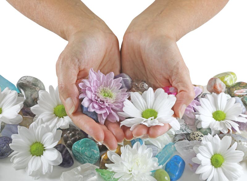 Female hands gently holding daisies with tumbled crystals above more flower heads and healing stones against a white background. Female hands gently holding daisies with tumbled crystals above more flower heads and healing stones against a white background