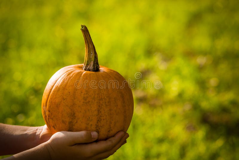 Tenir un petit potiron image stock Tenir un petit potiron image stock
