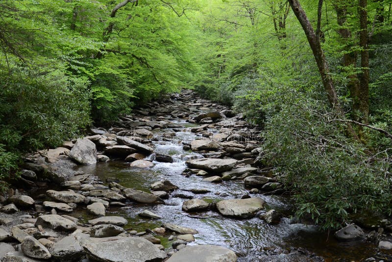 A view of a stream located in a lush green forest that is gentling rolling over rocks in smoky mountain national park. A view of a stream located in a lush green forest that is gentling rolling over rocks in smoky mountain national park