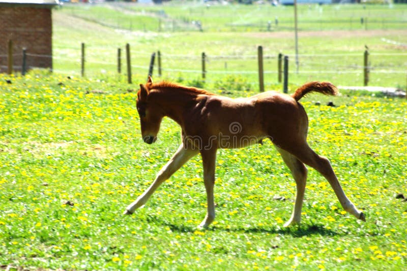 The Tennessee Walking Horse or Tennessee Walker is a breed of gaited horse known for its unique four-beat running-walk and flashy movement. It was originally developed in the southern United States for use on farms and plantations. It is a popular riding horse due to its calm disposition, smooth gaits and sure-footedness.