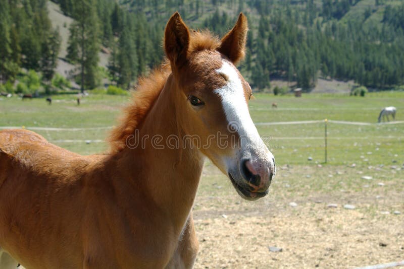 The Tennessee Walking Horse or Tennessee Walker is a breed of gaited horse known for its unique four-beat running-walk and flashy movement. It was originally developed in the southern United States for use on farms and plantations. It is a popular riding horse due to its calm disposition, smooth gaits and sure-footedness.