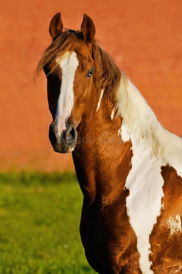 The Tennessee Walking Paint Horse Stock Image Image of color