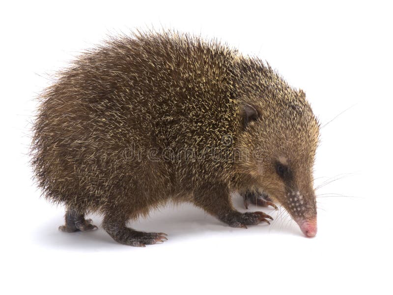 Tenrec (Tenrec ecaudatus)