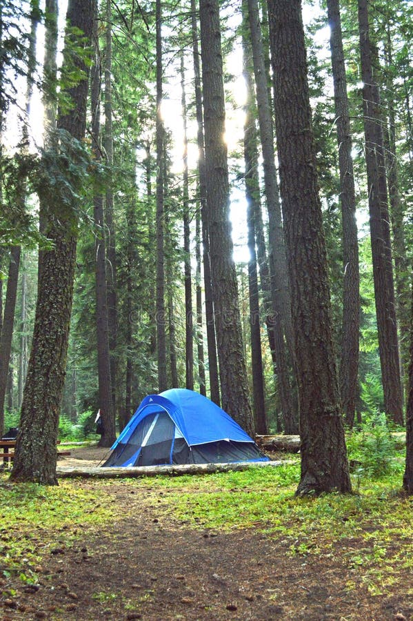 Tent Camping in Washington State Forest Stock Photo Image of tranquil