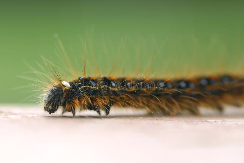 Tent Caterpillar stock photos Tent Caterpillar stock photos