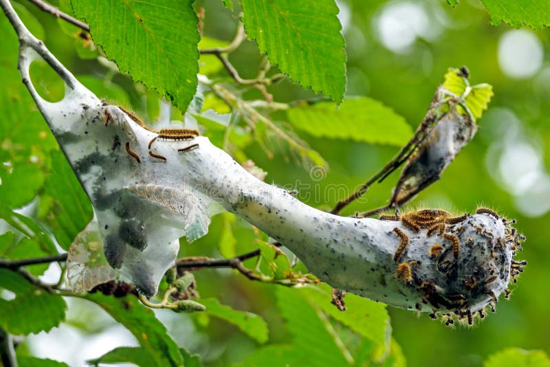 Tent Caterpillars royalty free stock photos Tent Caterpillars royalty free stock photos