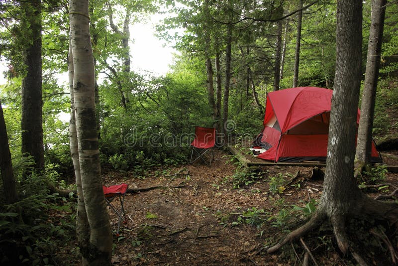 Una carpa de pie alguno Bosque árboles.