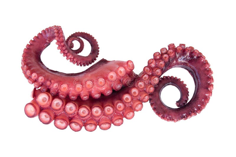 Tentacles of octopus stock image Tentacles of octopus stock image