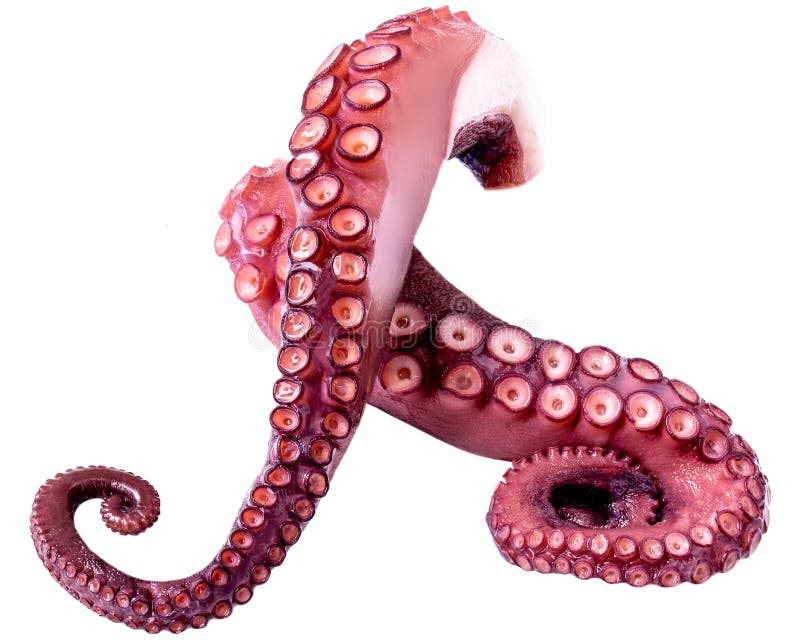 Tentacles of Octopus Isolated on White Background. Fresh Octopus Stock