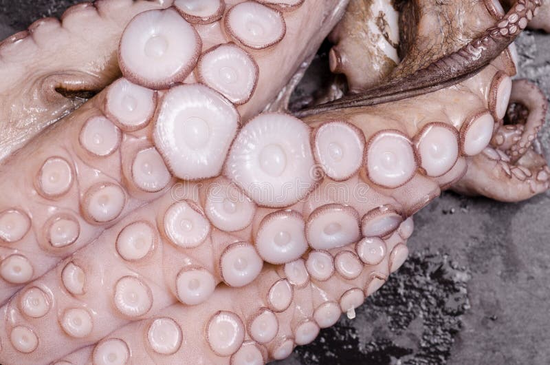 Tentacles with suckers of an octupus